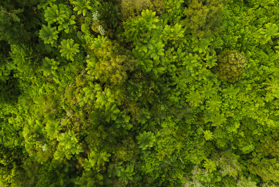 Aerial view of a dense, lush forest canopy in varying shades of green.