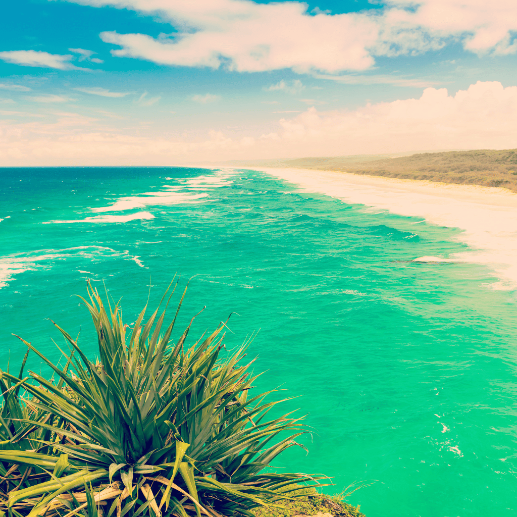 A lush green plant overlooks a serene turquoise ocean with waves gently crashing onto a long, deserted sandy beach.