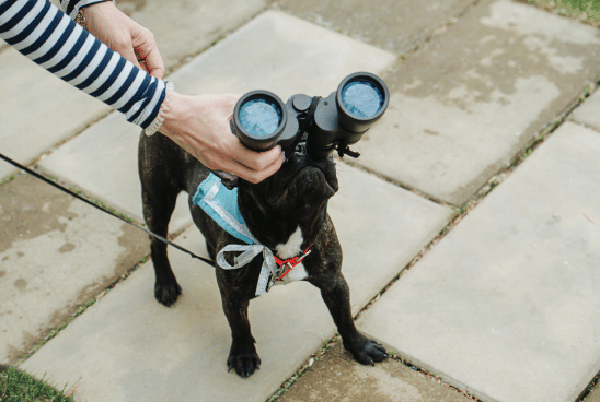 A black dog wearing a harness looks up while binoculars are held in front of its eyes by a person's hands.