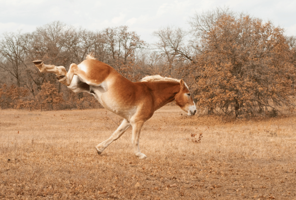 A playful horse mid-kick, frolicking in a barren field with autumn trees in the background.