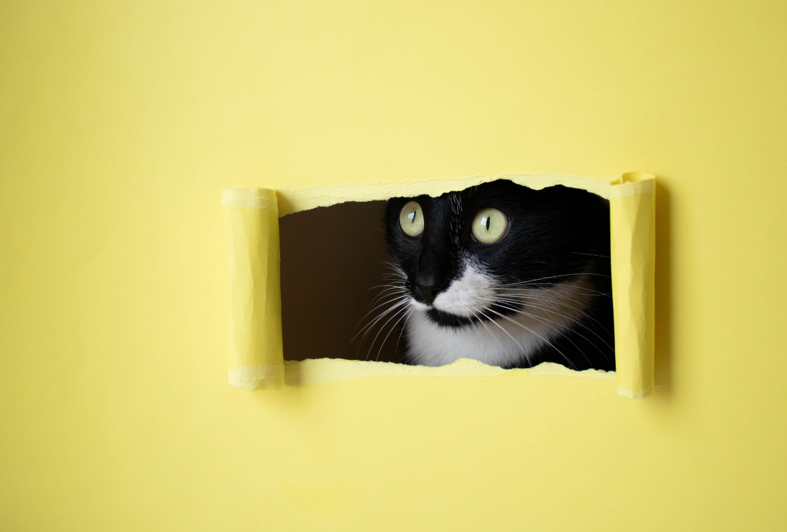 A black and white cat peeking through a torn yellow paper wall.